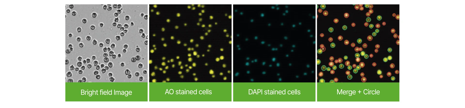 Pattern Staining AO/DAPI Staining Solution – Dual Fluorescence Staining Kit